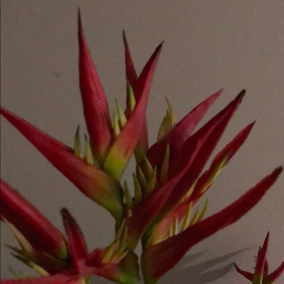 Meet your Posher, Enas - Picture 1 of 1